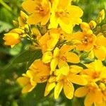 Lysimachia vulgarisЦвят