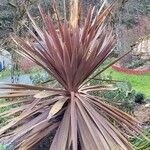 Cordyline australis 叶