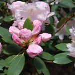 Rhododendron vernicosum Cvet