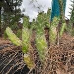 Austrocylindropuntia cylindrica Blad