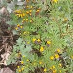 Tagetes multiflora Flor