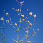 Eriogonum angulosum Staniste