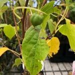 Actinidia arguta Fruit