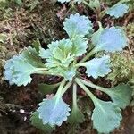 Saxifraga spathularis Leaf