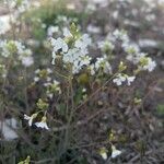 Arabidopsis arenosa Kwiat