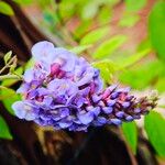 Wisteria frutescensFleur