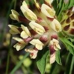 Anthyllis vulneraria फूल