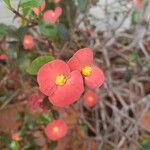 Euphorbia geroldii Квітка