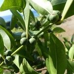 Polysphaeria multiflora Fruit