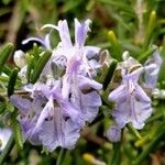 Salvia jordaniiΛουλούδι