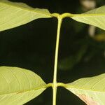 Inga acrocephala Bark