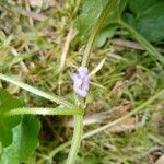 Glechoma hirsuta Flower