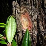 Archirhodomyrtus turbinata Alkat (teljes növény)