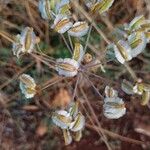 Elaeoselinum asclepium 花