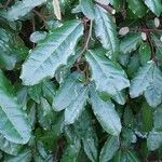 Elaeagnus pungens Leaf