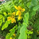 Senna surattensis Hoja