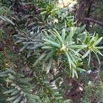 Taxus cuspidata Blatt