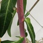 Euphorbia lathyris Bark