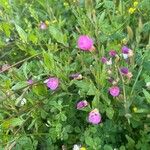 Oenothera roseaFlower