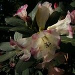 Rhododendron stewartianum Flower