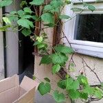 Vitis rotundifolia 整株植物