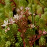 Sedum hispanicum Blomst