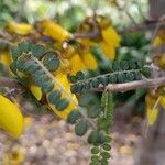 Sophora microphylla Hoja
