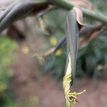 Puya mirabilis Flower