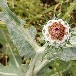 Onopordum acanthium 花