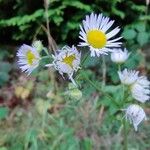 Erigeron annuusBlüte