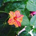 Mirabilis jalapaBlodyn