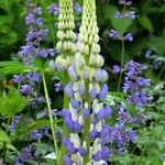 Lupinus polyphyllus Fleur