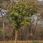 Isoberlinia tomentosa Vivejo