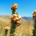 Digitalis ferruginea Habitus