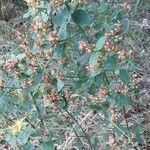 Hypericum grandifolium Ŝelo