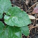 Epimedium perralderianum Blad