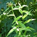 Inula salicina Likasa