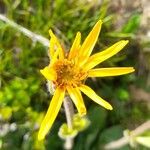 Arnica montana Flower