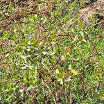 Muehlenbeckia hastulata Hoja