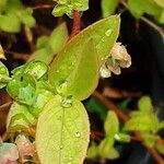 Vaccinium corymbosum Feuille