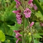 Stachys sylvatica Цвят