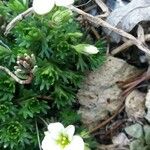 Saxifraga praetermissa Flower