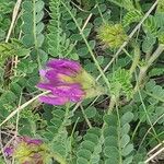 Astragalus hypoglottis Bloem