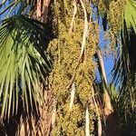 Washingtonia robusta Frucht