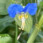 Commelina communis Bloem