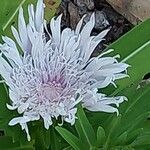 Stokesia laevis 花