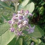 Calotropis gigantea Flor