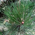 Pinus leucodermis Likasa