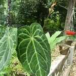 Anthurium clarinervium Yaprak