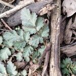 Geum canadense Leaf